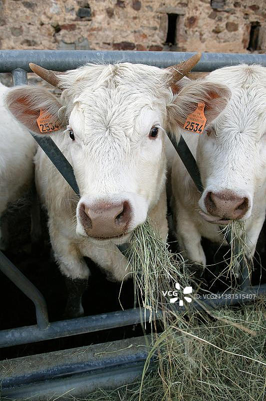 夏洛莱家养牛吃干草图片素材