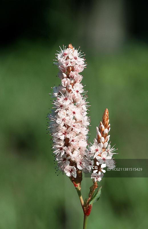 草地拳参，荷兰图片素材