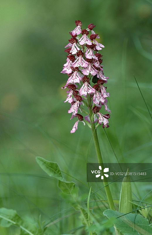 紫斑红门兰：来自法国南部塞文山脉的普罗旺斯图片素材