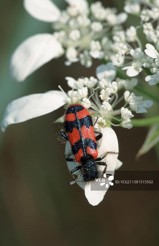 食蚜蝇甲虫，法国南部普罗旺斯图片素材