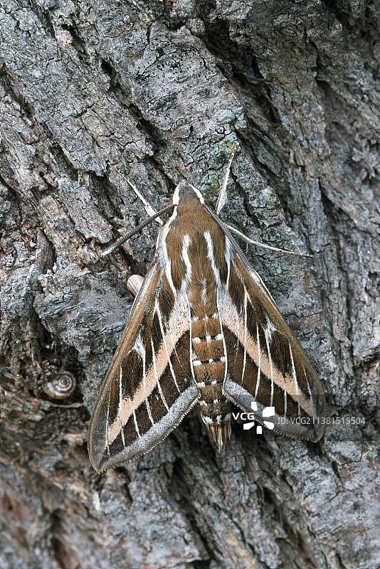 白纹天蛾，卡马格，法国南部图片素材