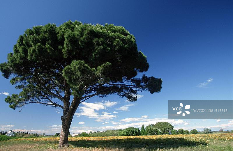 伞松，卡马格，法国南部图片素材