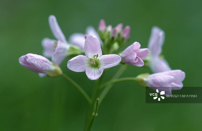 布谷鸟花，德国北莱茵-威斯特法伦州图片素材