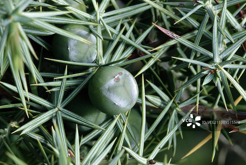 普通刺柏果实，普罗旺斯，法国南部图片素材