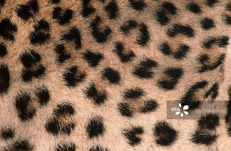 豹的皮毛细节图片素材