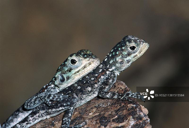 幼年普通鬣蜥图片素材