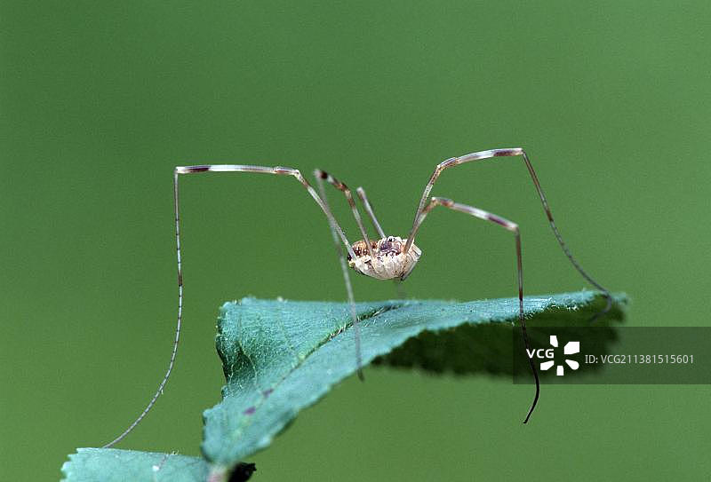 北莱茵-威斯特法伦的普通长腿蜘蛛图片素材