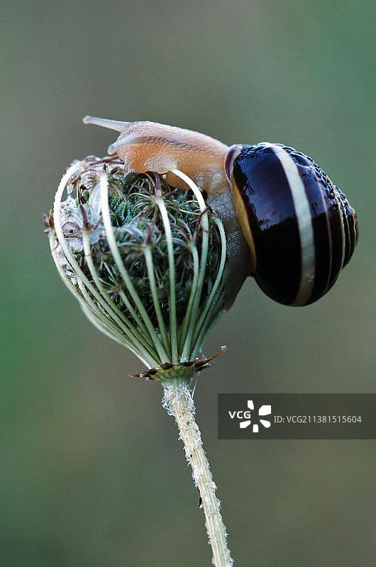 北莱茵-威斯特法伦的棕唇蜗牛图片素材
