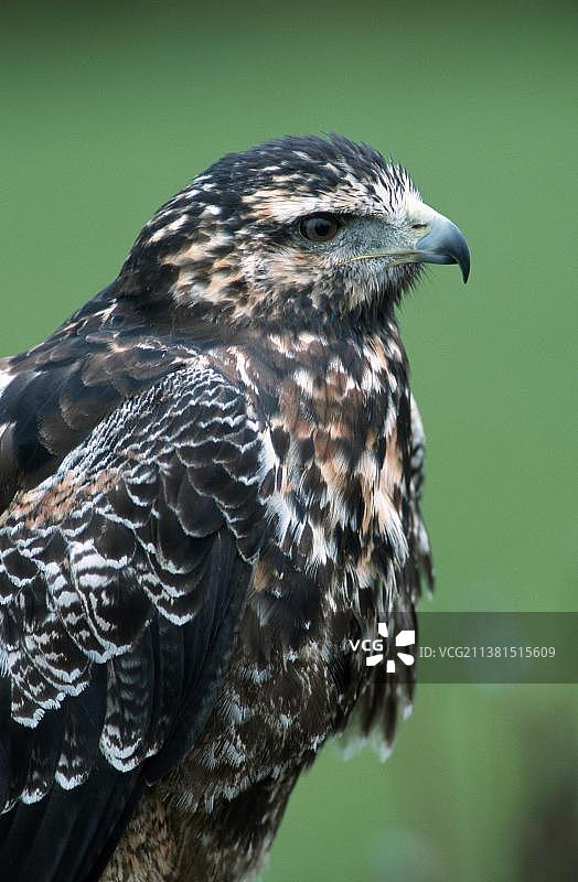 黑胸雕鹰图片素材