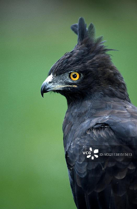 长冠鹰图片素材