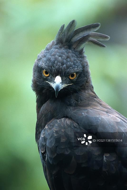 长冠鹰图片素材