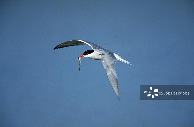 普通燕鸥，口中叼着鱼，荷兰特塞尔岛图片素材