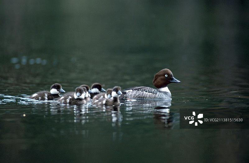 普通金眼鸭（Bucephala clangula），带小鸭的雌鸟，蒂韦登国家公园，瑞典，欧洲图片素材