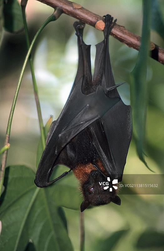 印度飞狐（Pteropus giganteus）图片素材