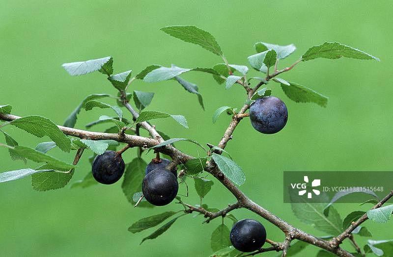 欧洲李图片素材