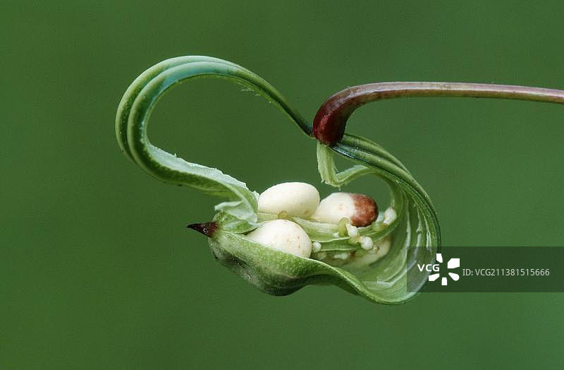 喜马拉雅凤仙花，德国北莱茵-威斯特法伦图片素材