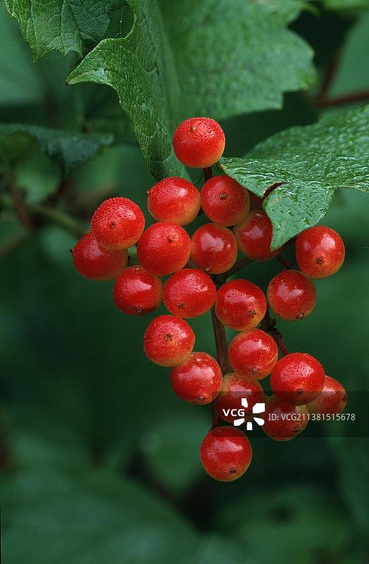 德国欧洲的黄玫瑰和荚蒾果实图片素材