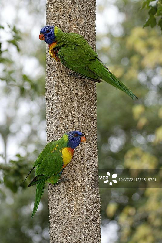 彩虹鹦鹉，一对，澳大利亚图片素材