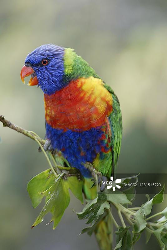 彩虹鹦鹉，澳大利亚图片素材