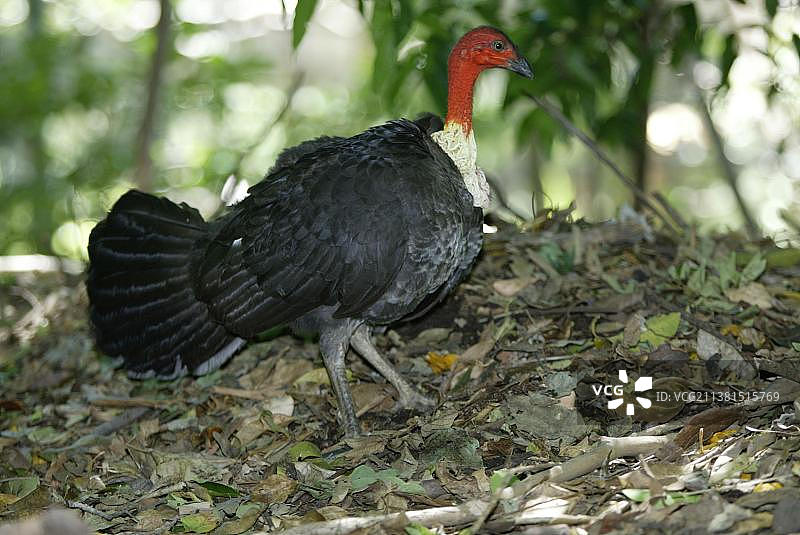 澳大利亚丛冢雉图片素材