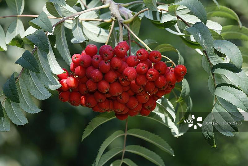 德国花楸树果实图片素材