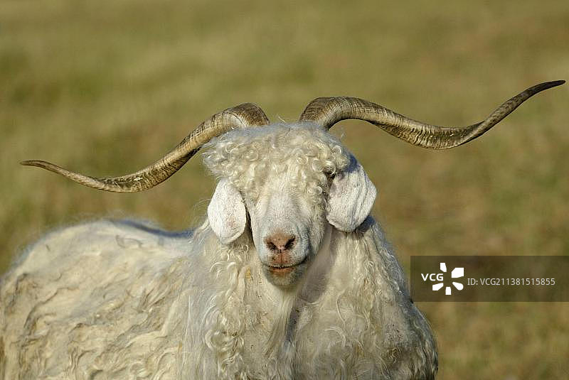 澳大利亚安哥拉山羊图片素材