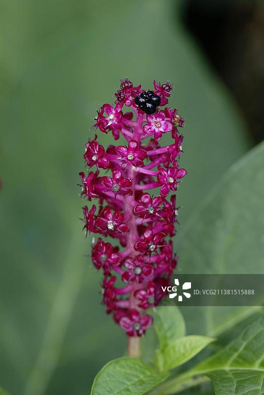 美洲商陆图片素材