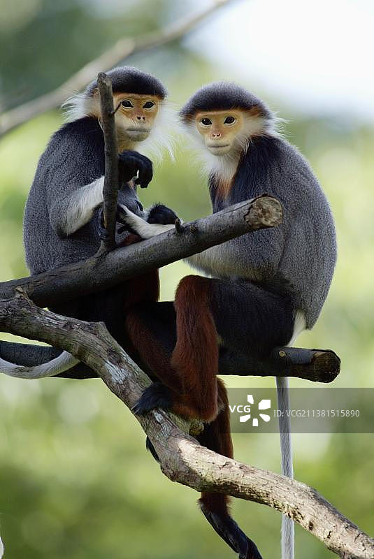 红腿白臀叶猴图片素材