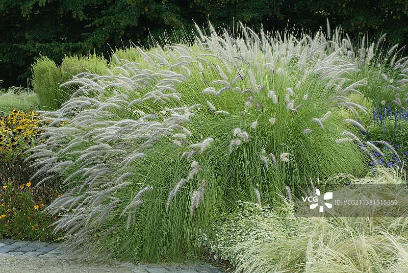 狼尾草，观赏植物图片素材