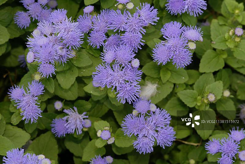 蓝色的霍香蓟花图片素材