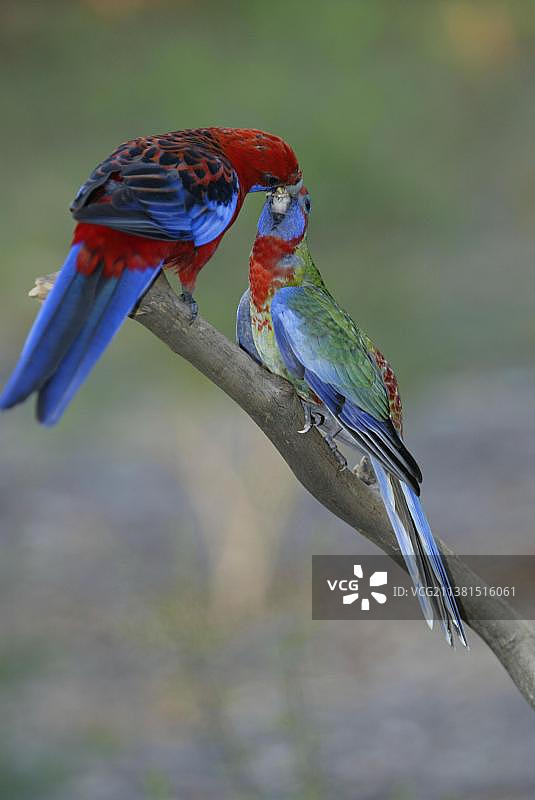 深红玫瑰鹦鹉（Platycercus elegans），老鸟喂幼鸟，澳大利亚，大洋洲图片素材