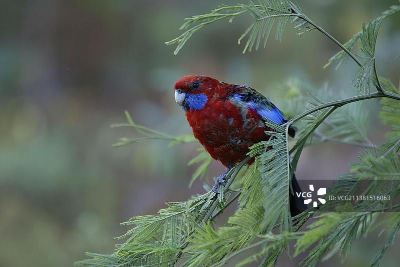 澳洲红草鹦鹉图片素材