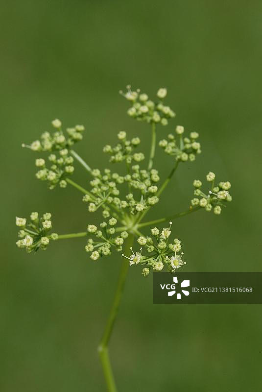香芹（伞形科），平叶欧芹，香料植物，盆栽草本植物，药草，竖版，开花图片素材