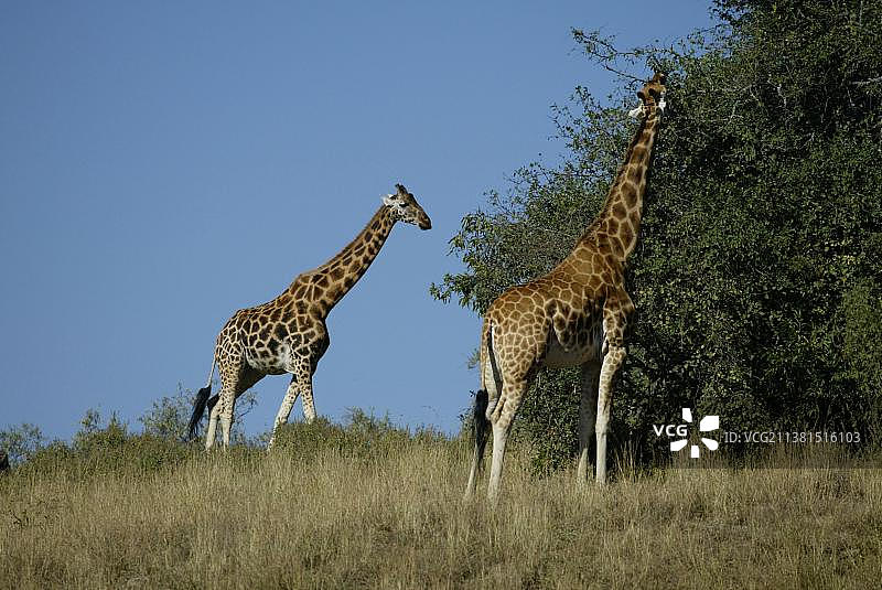 肯尼亚纳库鲁湖国家公园的罗斯柴尔德长颈鹿图片素材
