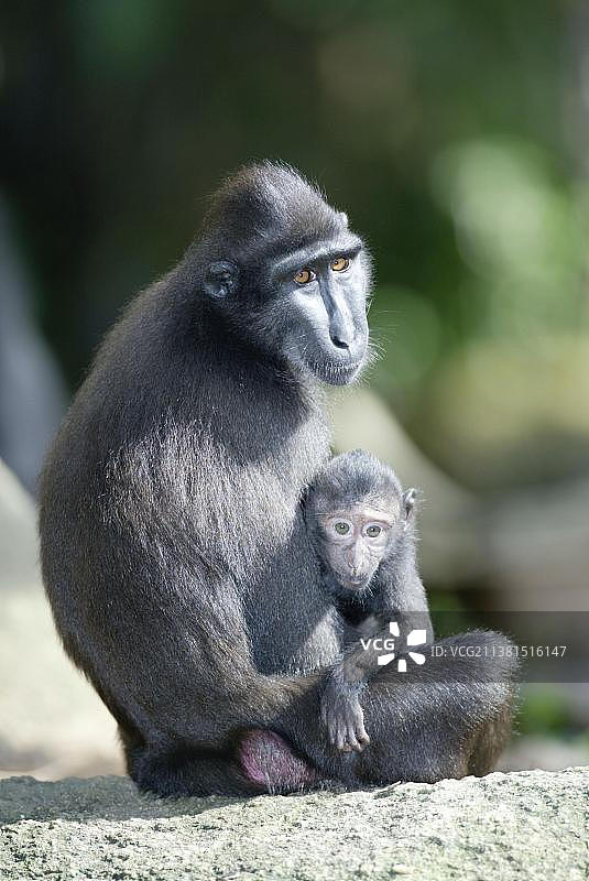 苏拉威西凤头黑猕猴，雌性与幼崽图片素材