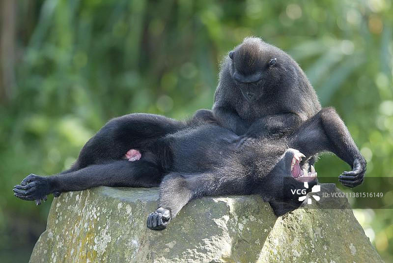 苏拉威西黑冠猕猴：梳理毛发的两只猕猴图片素材