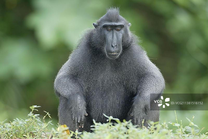 苏拉威西凤头黑 macaque 猴图片素材