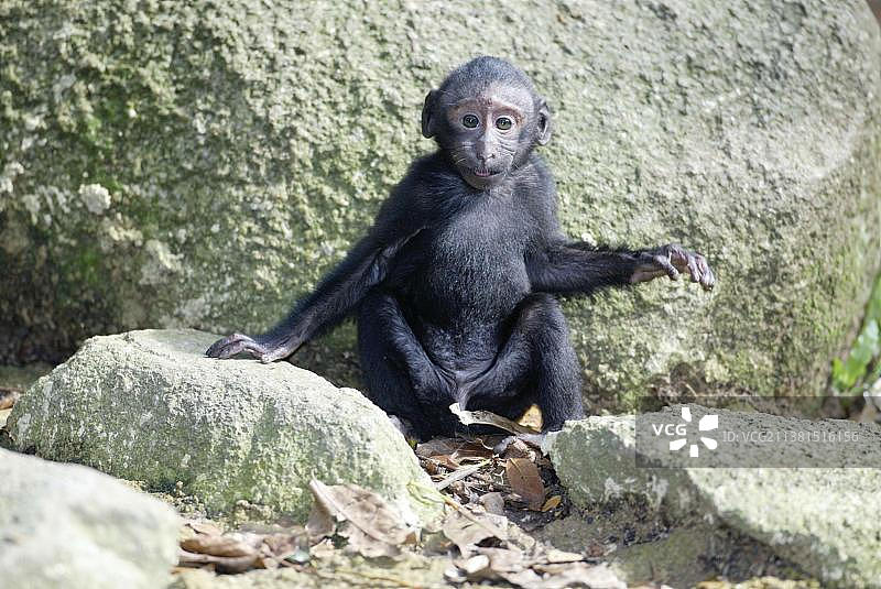 年轻的苏拉威西凤头黑猕猴图片素材