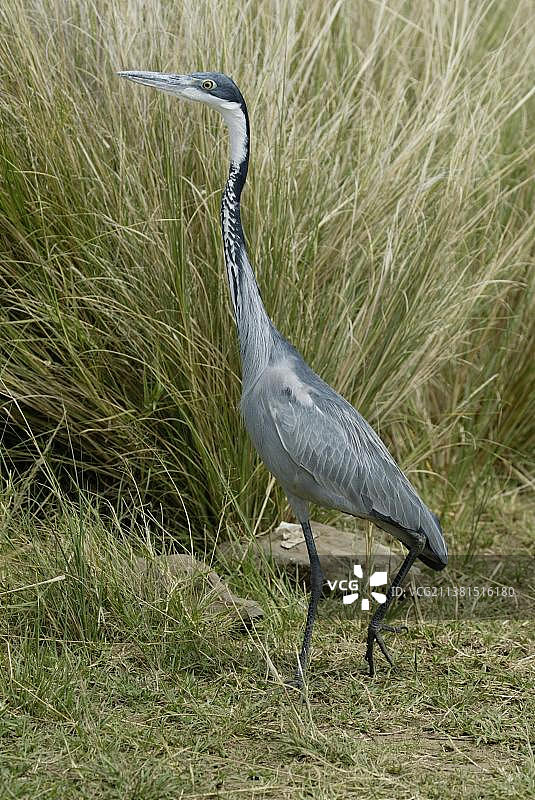 黑头鹭，马赛马拉野生动物保护区，肯尼亚，非洲图片素材