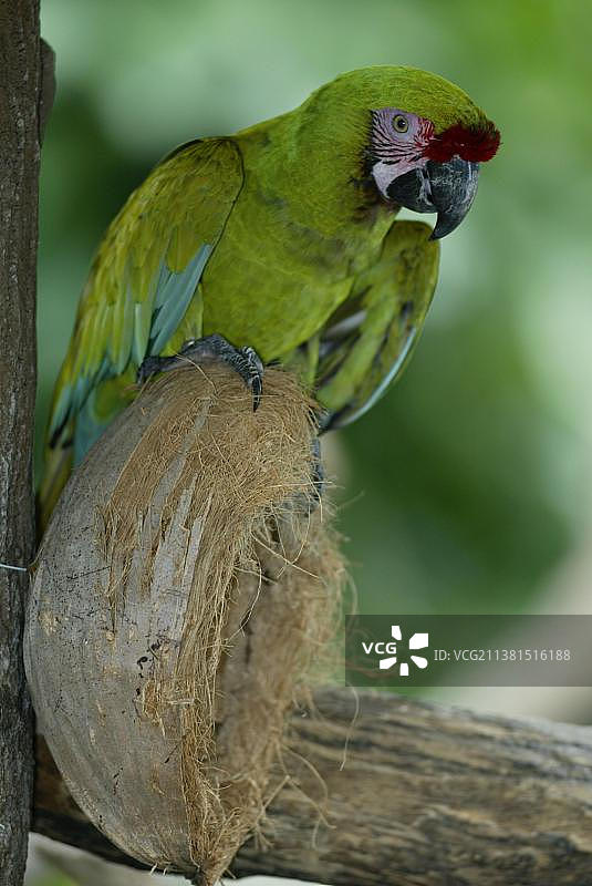 军金刚鹦鹉图片素材