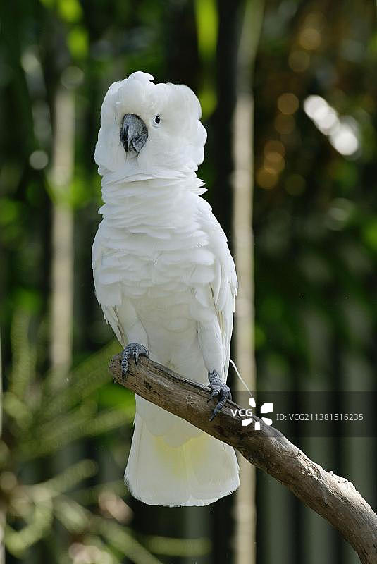 白色凤头鹦鹉图片素材
