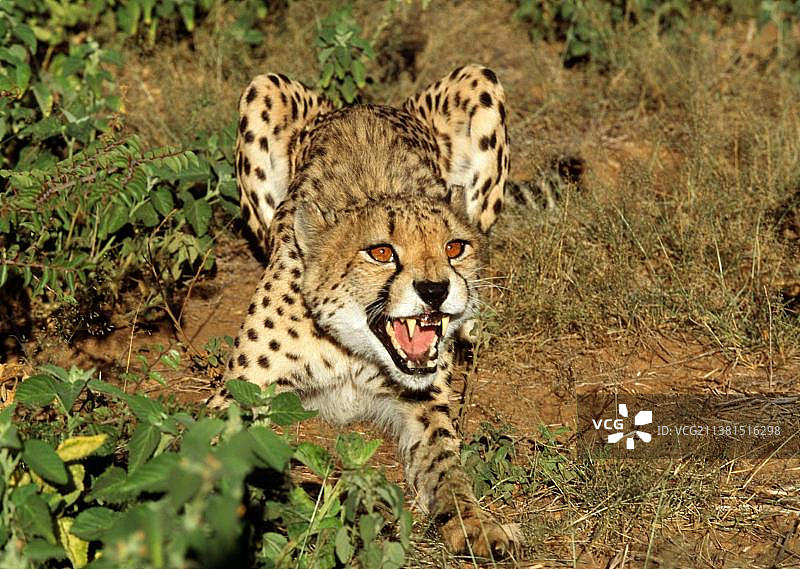 猎豹，非洲纳米比亚图片素材