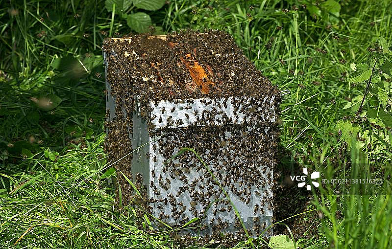 蜂巢周围的蜂群，诺曼底图片素材