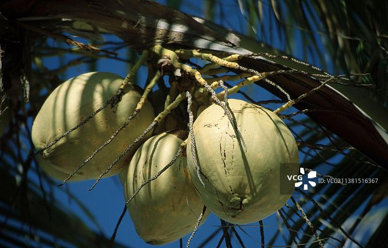 椰子树（Cocos nucifera）果实，尤卡坦，墨西哥，中美洲图片素材