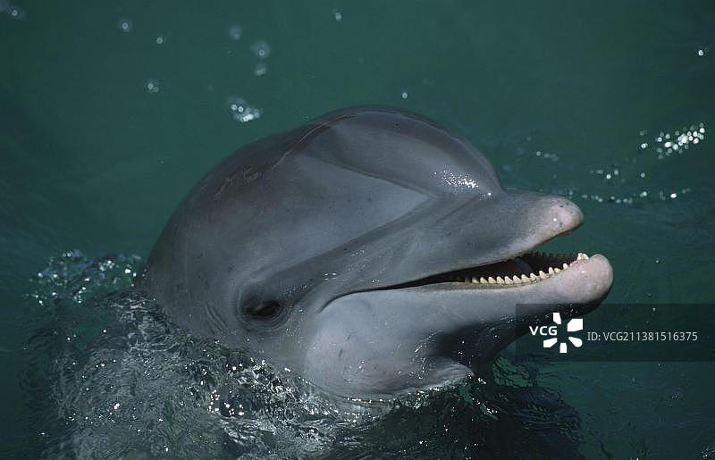 瓶鼻海豚图片素材