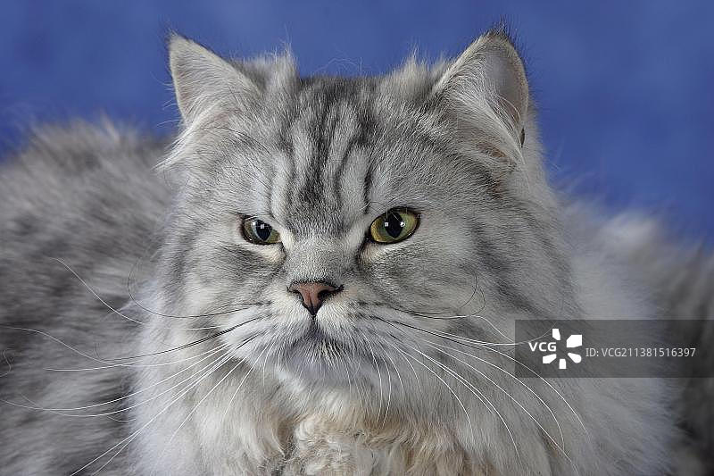 银色虎斑波斯猫图片素材