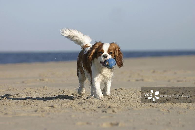 查理士王小猎犬，布伦海姆色图片素材