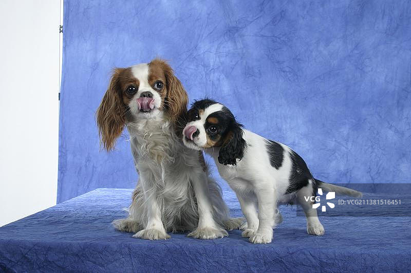 11周大的可卡犬幼犬，布伦海姆色和三色图片素材