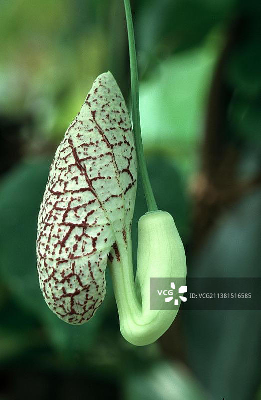 南美洲烟斗花（Aristolochia littoralis），鹈鹕花图片素材
