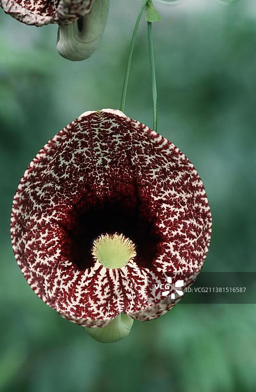 花狸虎（马兜铃）图片素材